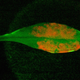 Illustration for article titled Scientists Use Graphene to Make Bionic, Super-Powered Plants